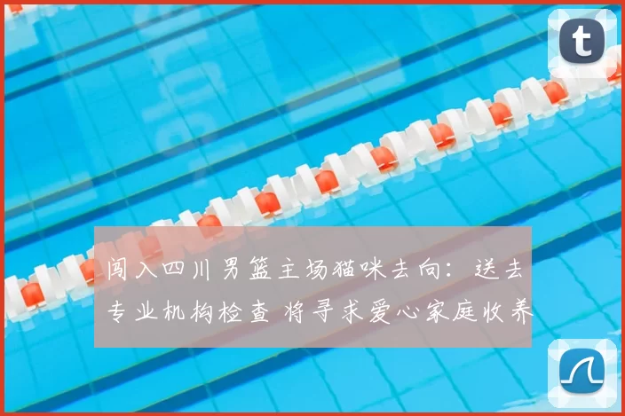 闯入四川男篮主场猫咪去向：送去专业机构检查 将寻求爱心家庭收养