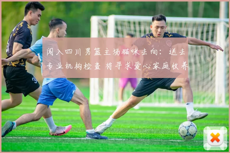 闯入四川男篮主场猫咪去向：送去专业机构检查 将寻求爱心家庭收养